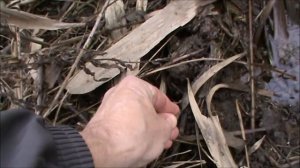 Ивы укрепляют берег