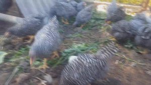 Летнее содержание кур в шалашах.Молодняк породы кур Амрокс. Особенности содержания и кормления лето