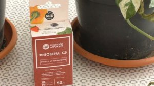 Важная обработка комнатных растений