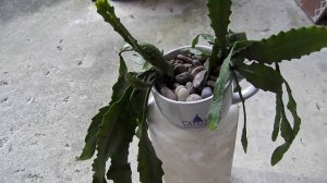 Epiphyllum Collection 'German Empress' - Part 1