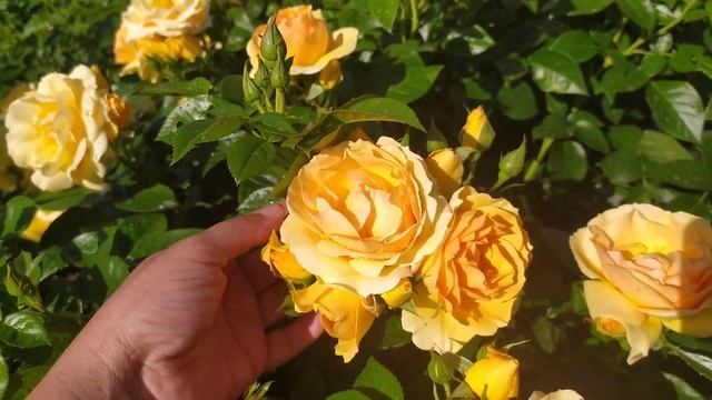 Роза Hansestadt Rostock. Лучшая флорибунда медового цвета смотреть онлайн