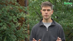 Обязательно посадите этот томат в следующем году !Мы просто в восторге от этого томата!