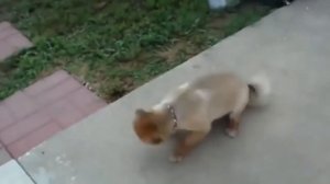 Как чихают животные!