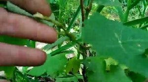 Виноград , КРАСА СЕВЕРА. Двухлетки.