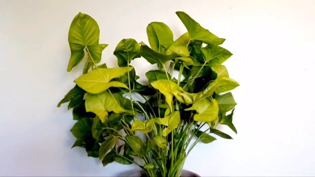 Syngonium Confetti Part 02 | Plant Vlog 272 смотреть онлайн