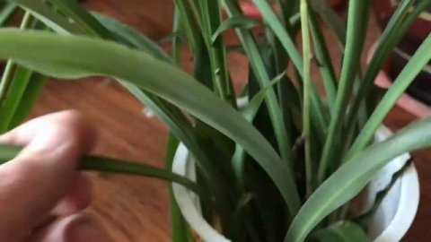 946. Как размножить Хлорофитум? Лучший способ по-моему мнению!