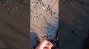 Минога или вьюн? 31 мая 2023 г.