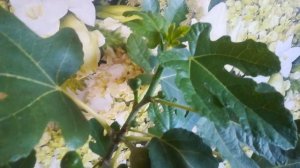 Инжир самоплодный Часть 2