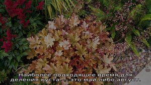 Гейхера Карамель: описание сорта, посадка и уход