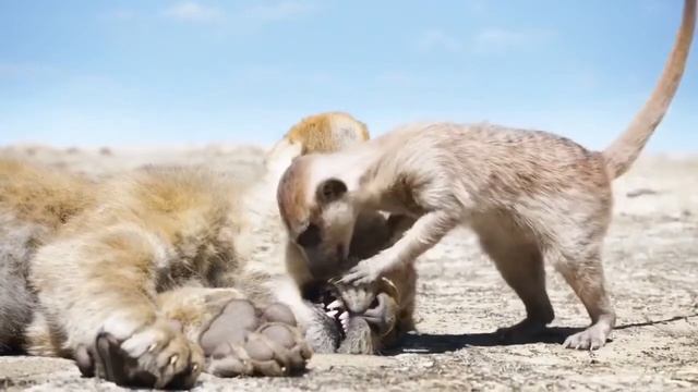 Lion King Brahmanandam Entry Scene смотреть онлайн