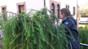 Уход за плакучими формами растений. На примере: хвойные растения - лиственница