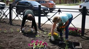 В Бугульме высадят более 800 тысяч цветов