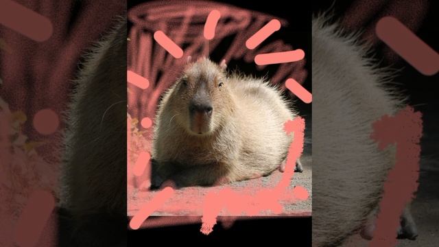 Это моя капибара! у меня если что нет капибары :(