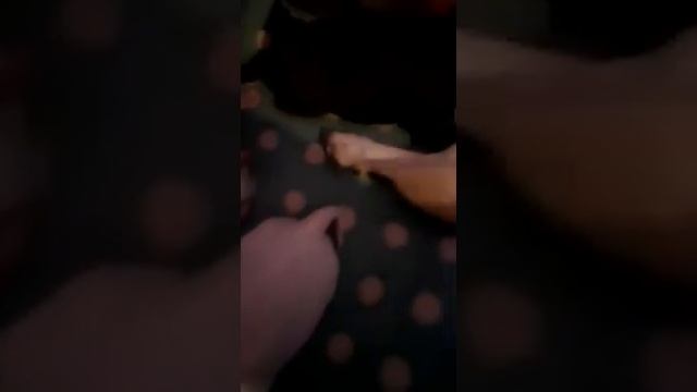 Контрольное взвешивание щенков чихуахуа 2 дня