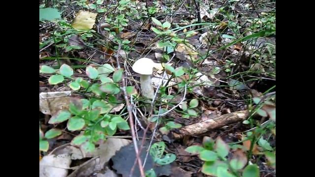 Грибы и грибные места смотреть онлайн