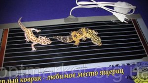 Кто такие Эублефары, как за ними ухаживать и как они живут)