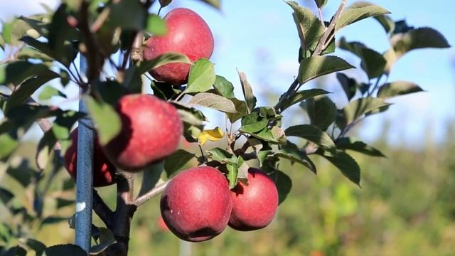 Осенняя посадка яблонь, несколько советов на заметку садоводам смотреть онлайн