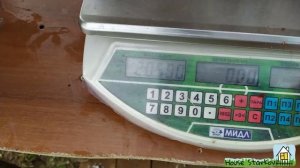 17. Индюкам Хайбрид Конвертер 6 мес. Забой и выводы.