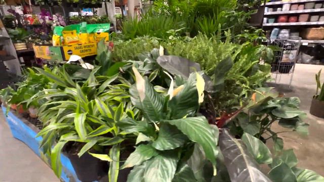 Big Box Store Plant Shopping 🪴 May 2023 смотреть онлайн