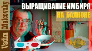 3D stereo red-cyan Выращивание имбиря на балконе или опыт, который может пригодиться. Мальковский В