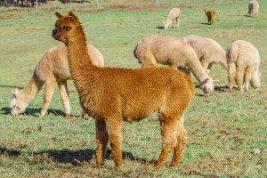 Шерсть викуньи/  Vicuña wool /  Почему она такая дорогая