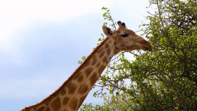 Интересные факты про жирафа(Interesting facts about the giraffe).