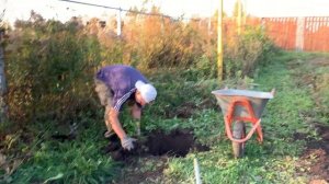 Черная смородина, посадка осенью