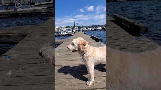 Milo at Kirkland Marina ready to jump in the lake #marina #seattle #pet