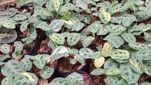 MA'MUR GARDEN - SENTRA CALATHEA BOGOR