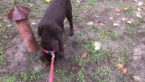 Лабрадор в квартире. Как изменилась жизнь с лабрадором в квартире. Отзыв хозяйки шоколадного лабра