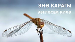 БЕЛӘСЕМ КИЛӘ: энә карагы / Стрекоза / Изучаем животных и насекомых с малышами