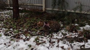 Гуляю с бенгальским котом на поводке по снегу под соснами
