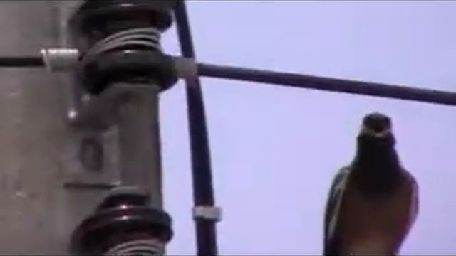 panasonic SDR-S26 смотреть онлайн