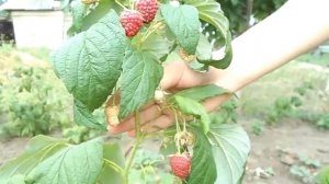 Ремонтантная малина. Полка (польская селекция).