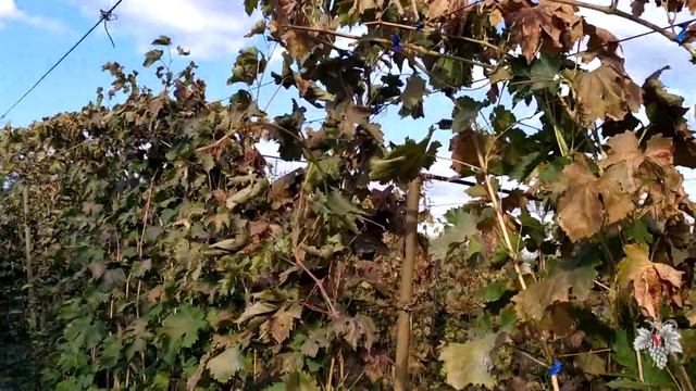 Влагозарядковый полив винограда смотреть онлайн