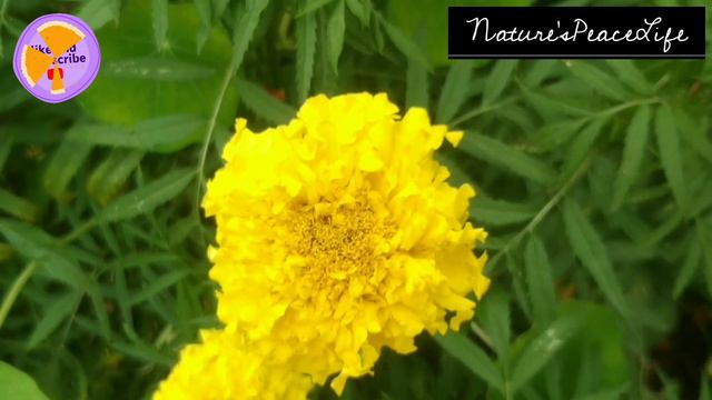 Grow Summer Season Flowers at Home ll Online sites for Good Quality Seeds ll Amazon ll Seedsnpots смотреть онлайн