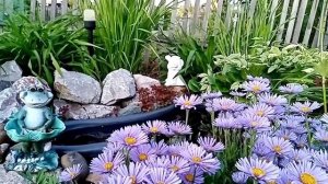 Мои цветы на даче