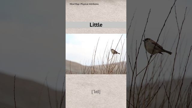 Little_RU-EN – смотреть короткие видео (Shorts) от Summary Lang в ...