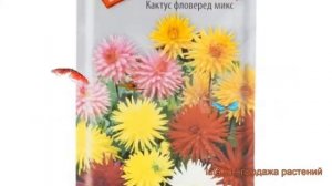 Георгина кактусовая фловеред микс (flovered miks) ? обзор: как сажать, семена георгины фловеред мик