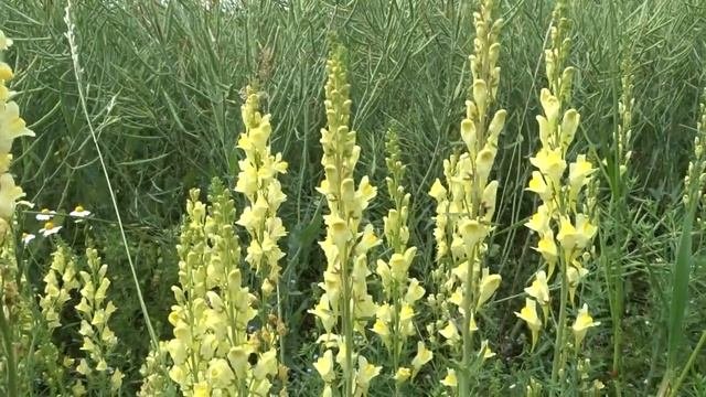 Linaria Vulgaris Mill. - Lnice Květel