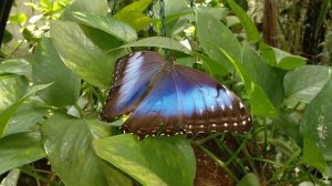 Dubai Butterfly Garden — Сад бабочек Дубаи