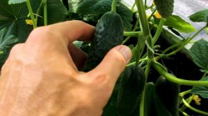 Урожайный огурец ГИЛРОЙ