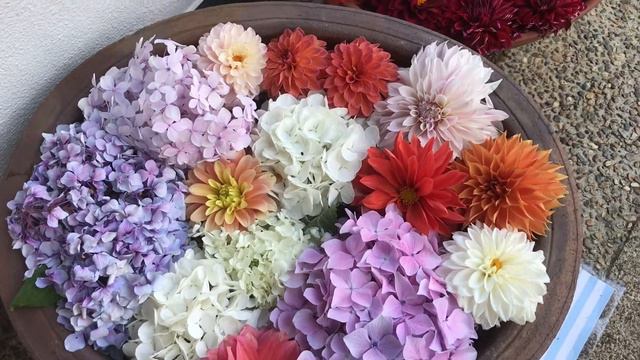 ФРАНДЖИПАНИ И ЦВЕТОЧНАЯ МАНДАЛА смотреть онлайн