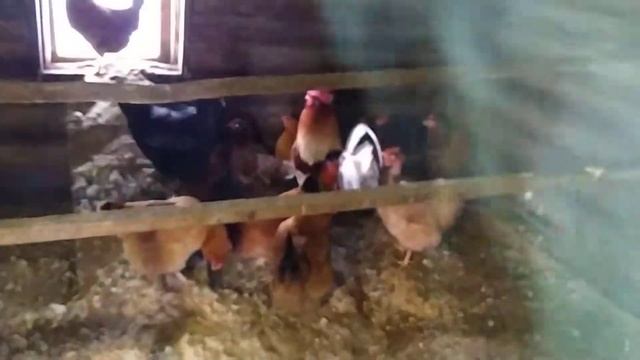 Почему у меня зимой несутся куры, мой секрет/Деревенская жизнь. смотреть онлайн