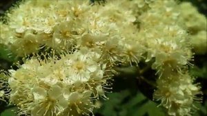 ?....ЦВЕТЕТ РЯБИНА!....?