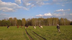 Краткий обзор нашего небольшого хозяйства. Только несколько телят не в кадре