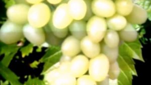 Виноград  Елена