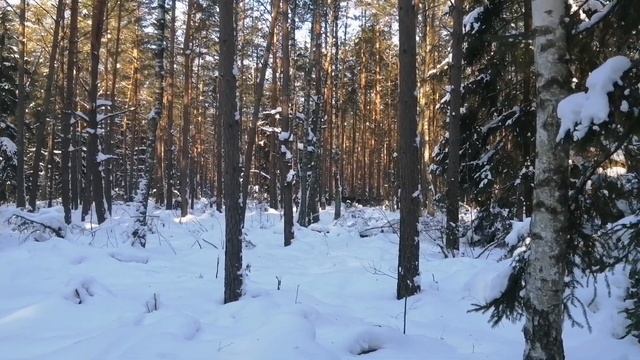 Оленухи, лани.. поиск рогов оленя 2021