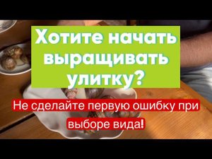 Какую улитку выращивают фермеры и что у нее внутри?