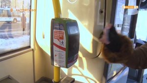 «Стало удобнее» - в Подмосковных автобусах начали принимать к оплате карту «Тройка»